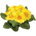 Bild von Primula P10.5 Kleurtonend Yellow